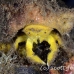 crab_sponge_shr_tam_h_0025_bal6398.jpg